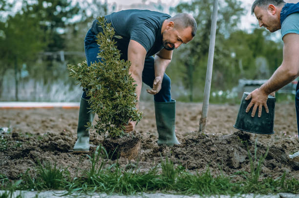 How Our Tree Care Process Works  in  Sugar Hill, GA