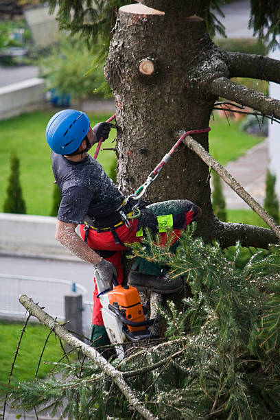 Best Tree Trimming and Pruning  in Sur Hill, GA