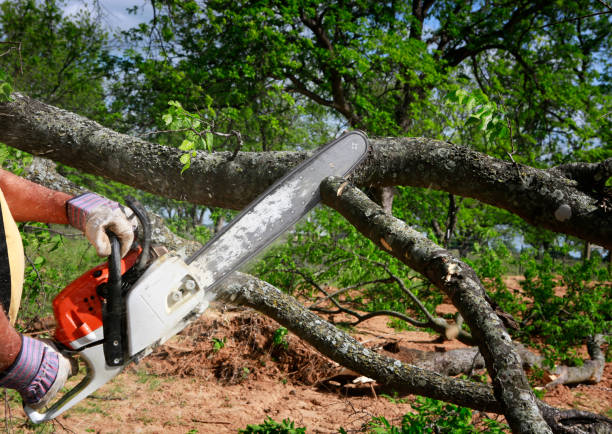 Best Lawn Irrigation Installation and Maintenance  in Sur Hill, GA